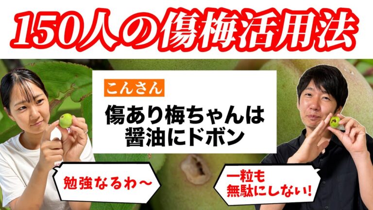 【梅仕事】150人に聞いた傷梅活用レシピが勉強になりすぎた